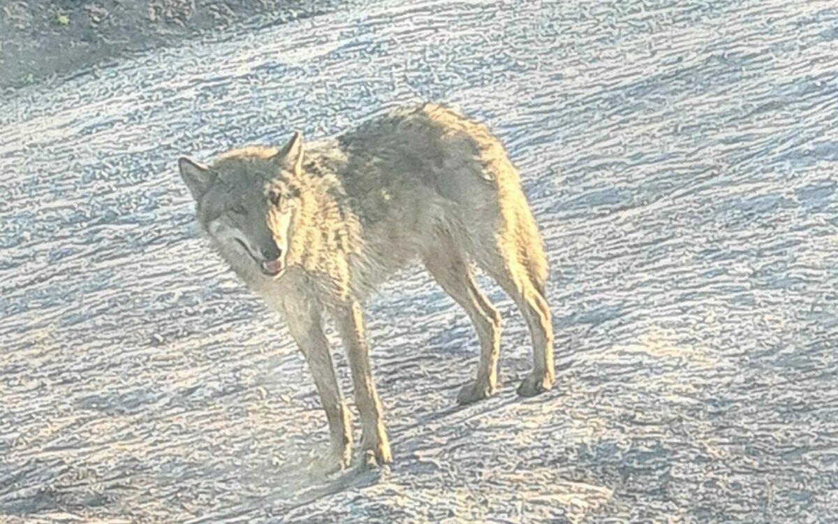 Wolfssichtung Abtswind Wolfssichtung Abtswind